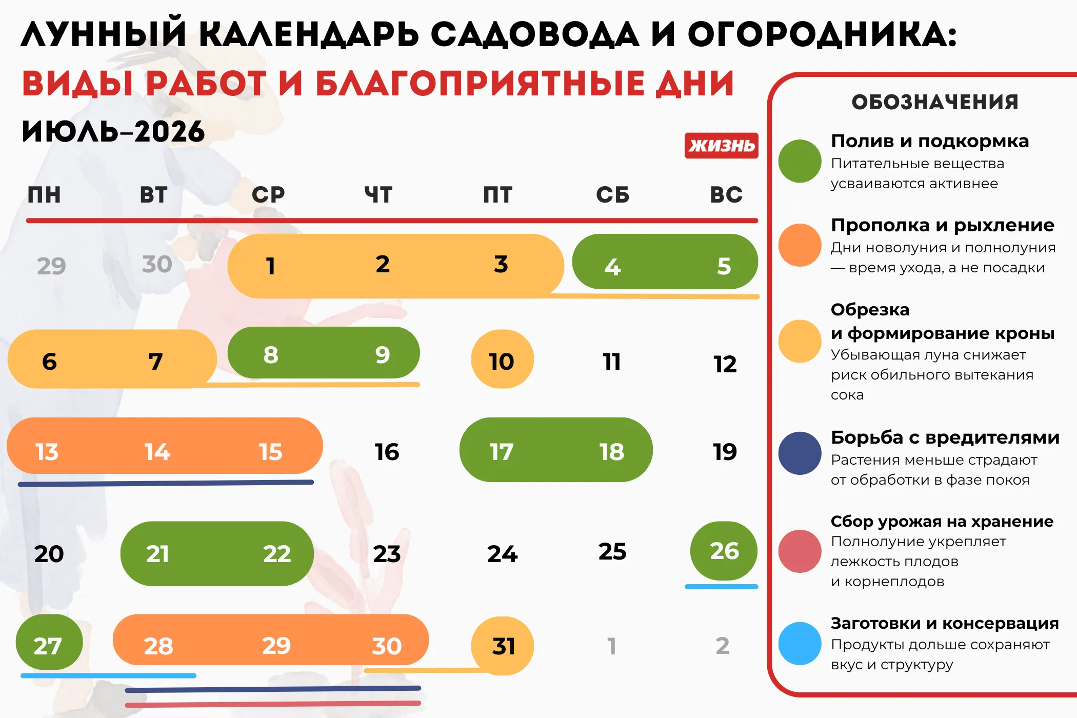 Лунный календарь садовода и огородника на июль 2026 года: виды работ и благоприятные дни. Коллаж: Гавришева Анна