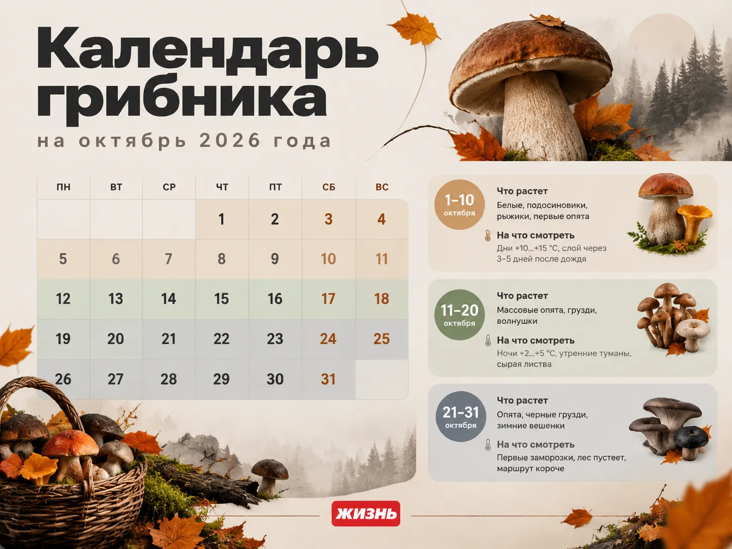 Календарь грибника на октябрь 2026 года. Коллаж: Сорокина Екатерина