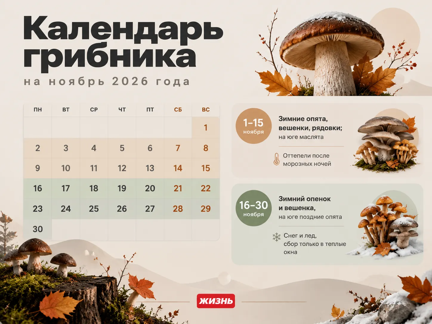 Календарь грибника на ноябрь 2026 года. Коллаж: Сорокина Екатерина