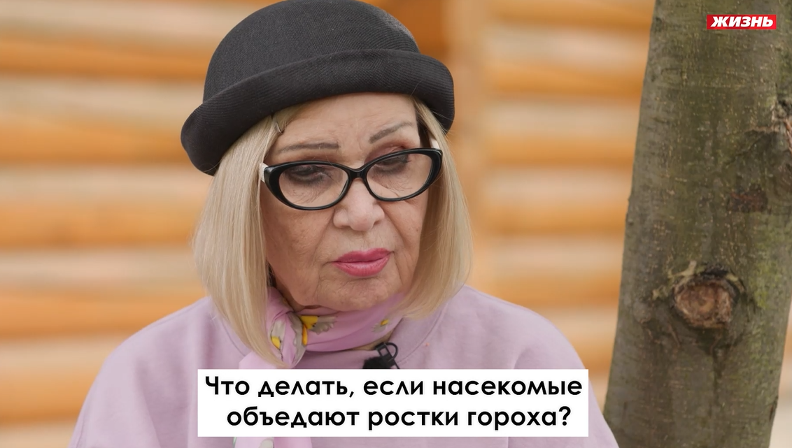 Спасаем ростки гороха от насекомых с Ганичкиной
