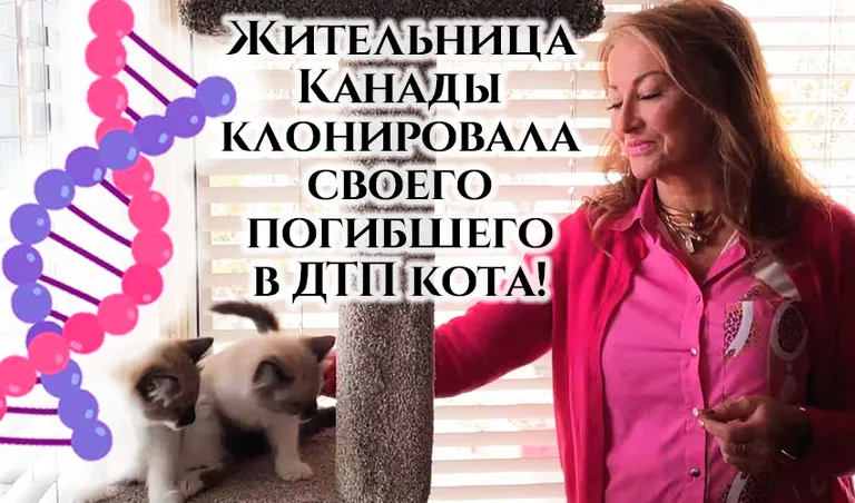 Коллаж: Ксения Михед