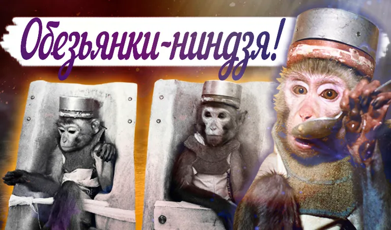 Коллаж: Ксения Михед