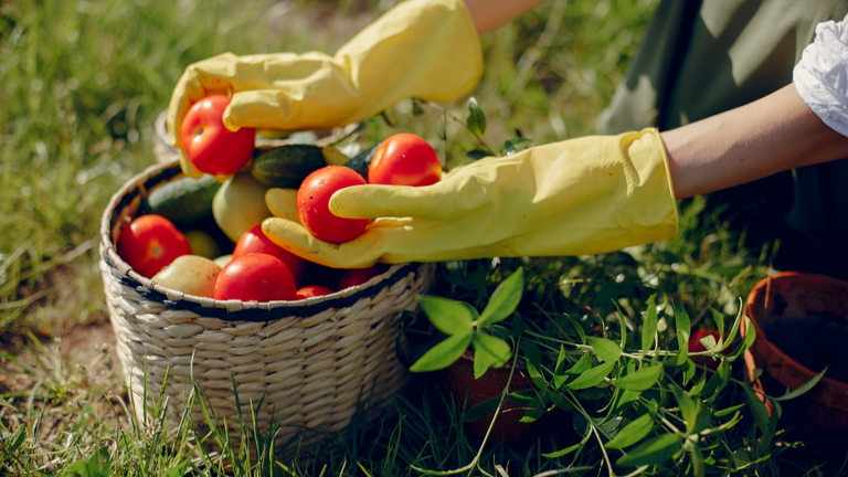 Благоприятные и неблагоприятные дни для работ в саду и огороде в сентябре по лунному календарю. Фото: freepik.com