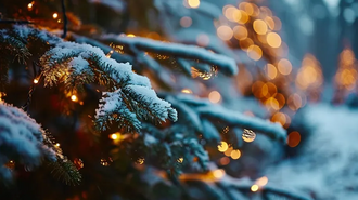 Пихта или сосна? Как выбрать живую елку на Новый год