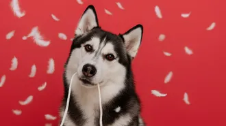 10 собак, которые не подходят для жизни в квартире: соседи в шоке, обои в клочья