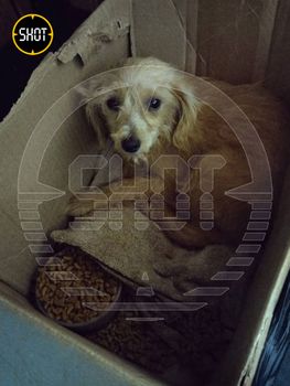 Фото: @shot_shot