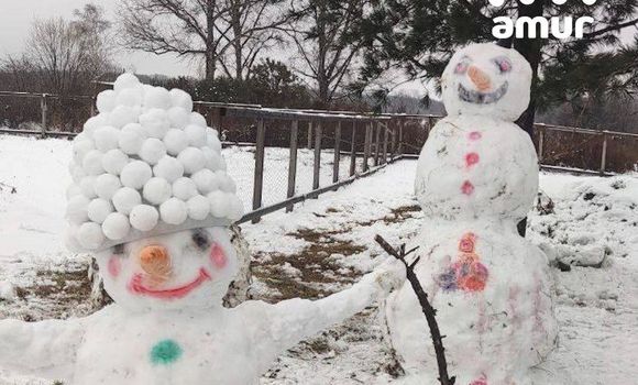 Фото: t.me/amur_mash