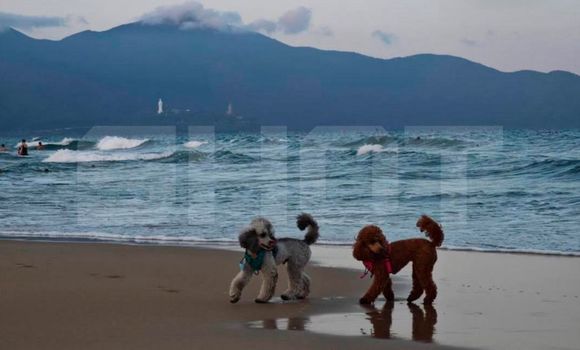 Фото: t.me/shot_shot