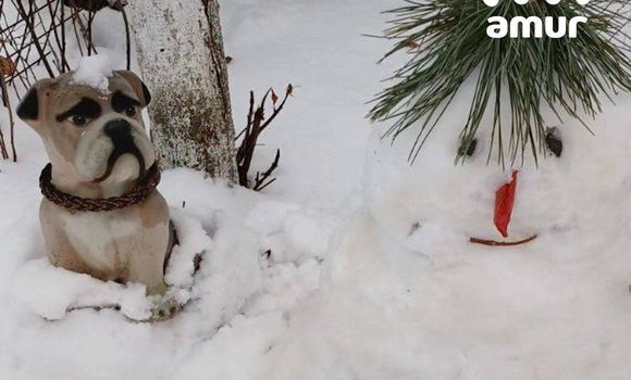 Фото: t.me/amur_mash