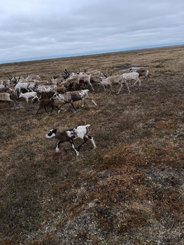 Фото: vk.com/messoyakha