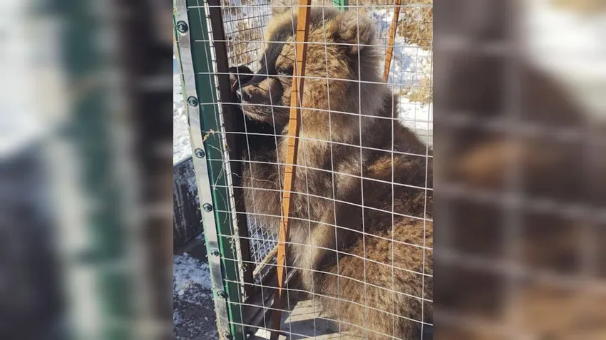 На Камчатке волонтеры спасли медвежонка-сироту, который неделю питался телом брата. Фото: t.me/amur_mash