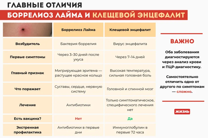Боррелиоз Лайма и клещевой энцефалит: главные отличия. Коллаж: Гавришева Анна