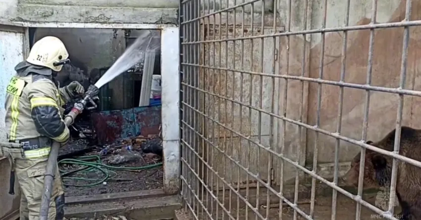 Почти все животные сгорели заживо в зоопарке в Евпатории. Мишек спасли. Фото: @t.me/mash_na_volne