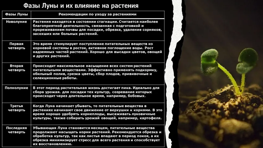 Таблица влияния фаз Луны на рост растений. Фото: «Жизнь»