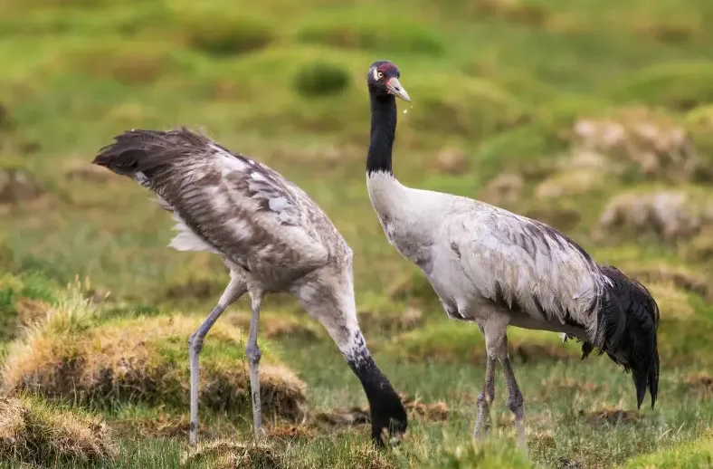 Черношейный журавль. Фото: animalia.bio
