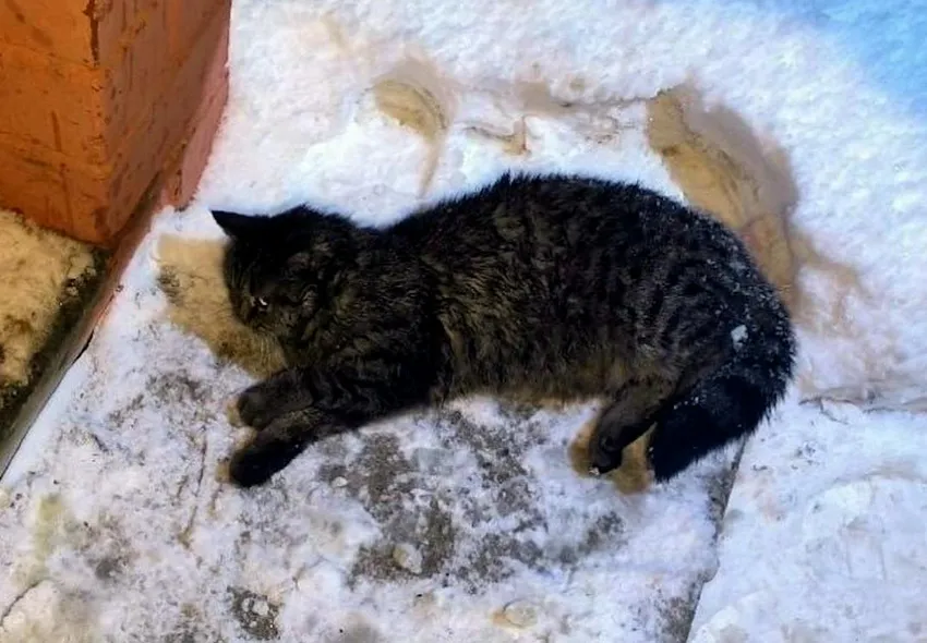 В Екатеринбурге пожарные откачали кота, который надышался дымом и угарным газом. Фото: t.me/url_mash