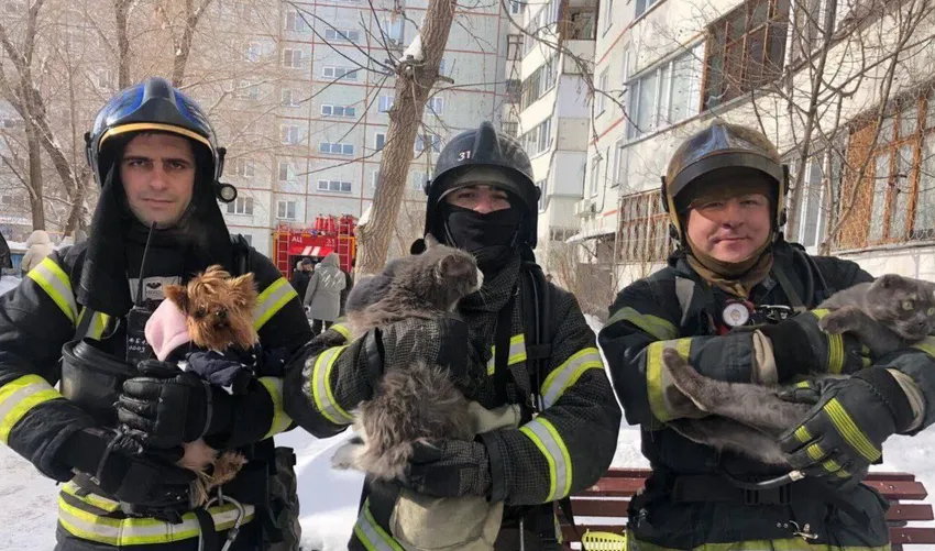 В Омске три пёселя чуть не сгорели в квартире из-за вспыхнувшего ноутбука. Фото: t.me/mash_siberia
