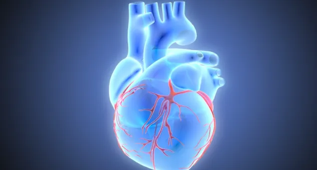 Искусственное сердце работает без клапанов и сделано из титана. Фото: texasheartmedical.org