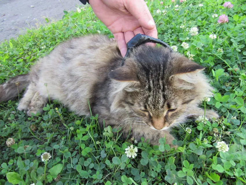 Под Нижним наркокурьеры пытались передать вещества в тюрьму с помощью кота Фото: t.me/mash_nimash