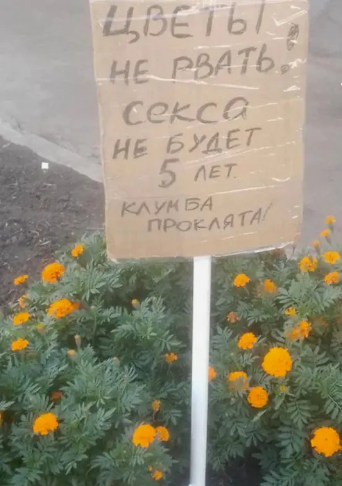 В Новосибирске появилась проклятая клумба с цветами, которая лишает людей секса. Фото: t.me/mash_siberia
