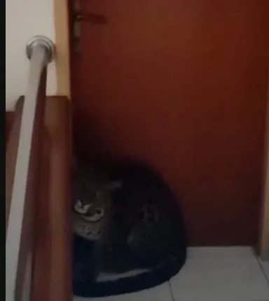 Леопард занял позицию у входа в один из номеров. ФОТО: соцсети