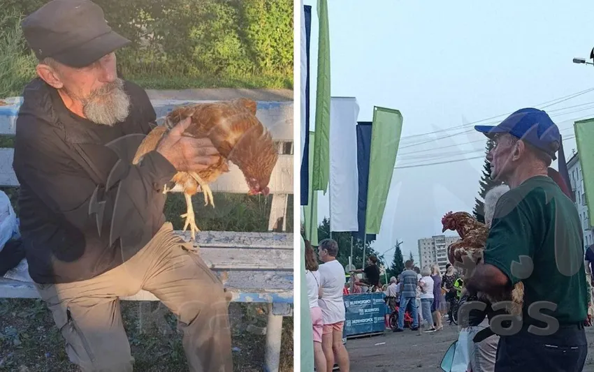 Популярная курочка клюнула пса, и он разорвал ее на части. Фото: @t.me/kras_mash