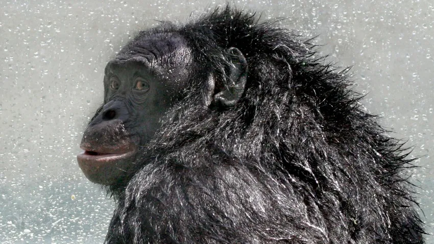 Канзи скончался на 45-м году жизни. Фото: livescience.com