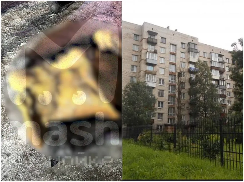 Весной недалеко от Питера нашли мумию мужчины в сумке, но оказалось, что его никто не убивал. Фото: @t.me/mashmoyka