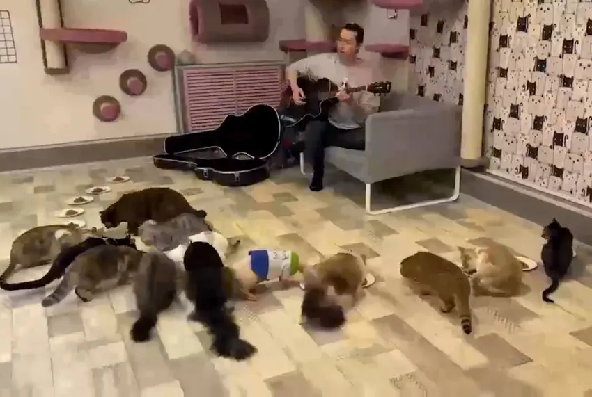 Концерт для 18 пушистиков прошел в котокафе Хабаровска. Фото: @t.me/amur_mash