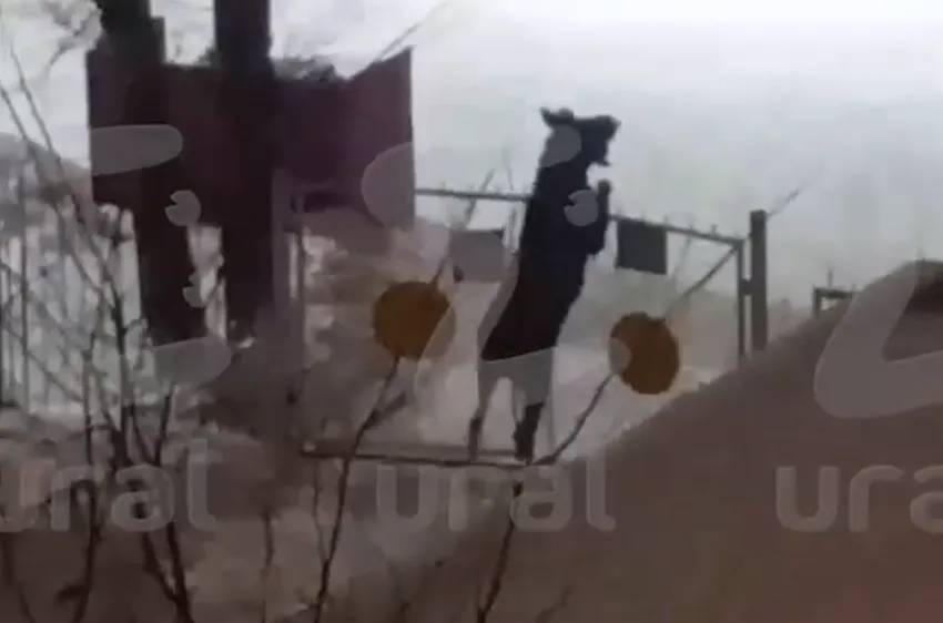 В Екатеринбурге дикий лось ворвался на территорию детского сада, выбив забор. Фото: t.me/url_mash
