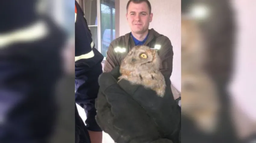 Маленький совенок завелся в вентиляции у жительницы Новороссийска. Фото: @alekseioderov