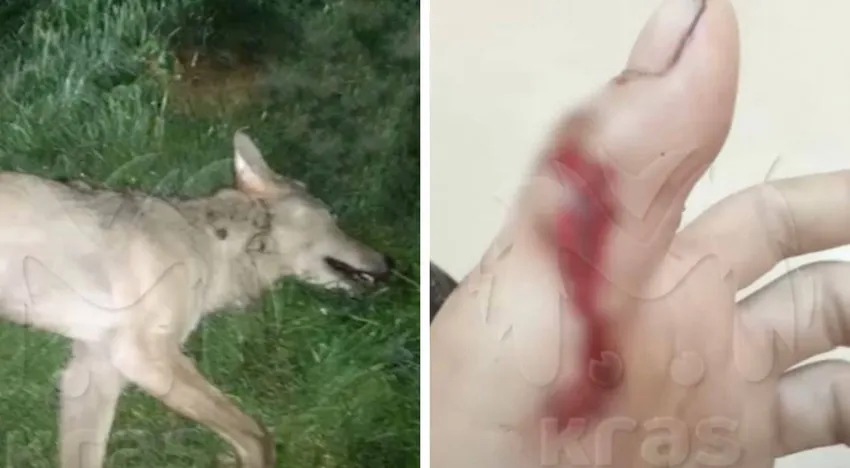 В Красноярском крае бешеный волк напал на людей - у пострадавших травмы рук и плеч. Фото: @t.me/kras_mash