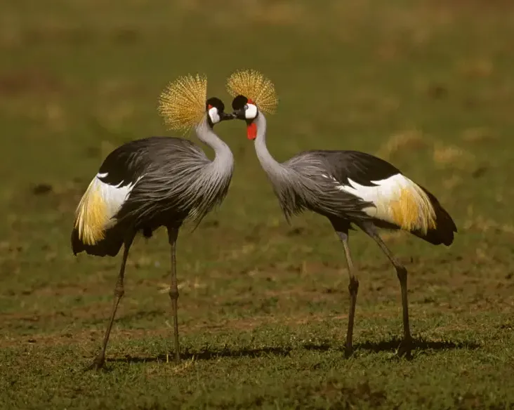 Венценосный журавль. Фото: animalia.bio