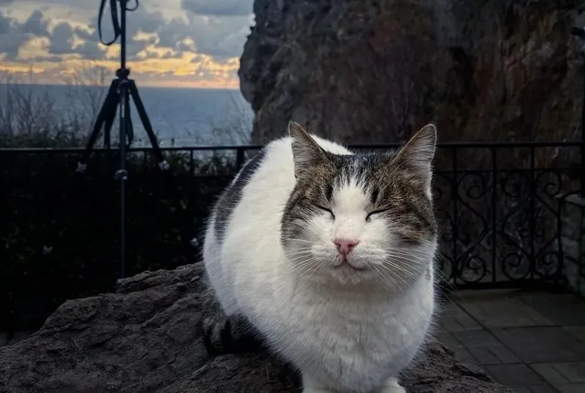Кошка, которую турист из Питера скинул со скалы в «Ласточкином гнезде», выжила. Фото: t.me/mash_na_volne