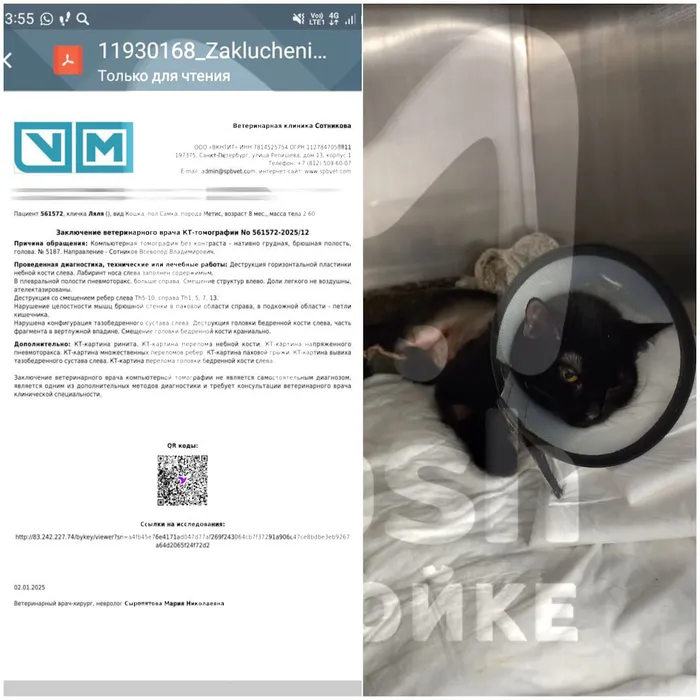 В Питере живодер переломал ребра своему котенку и оставил умирать в унитазе. Фото: t.me/mashmoyka