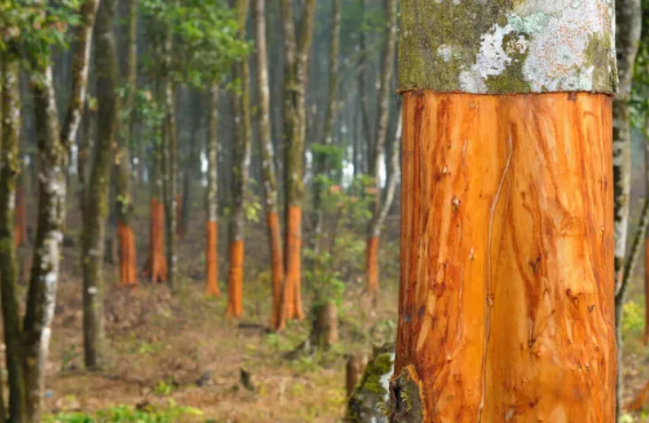 Дерево коричник. Фото: 88acres.com