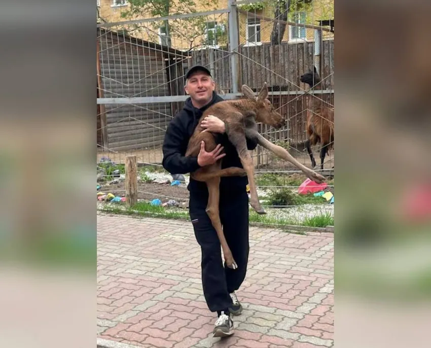 В Хабаровском крае строители спасли от медведя новорожденного раненого лосенка. Фото: @t.me/amur_mash
