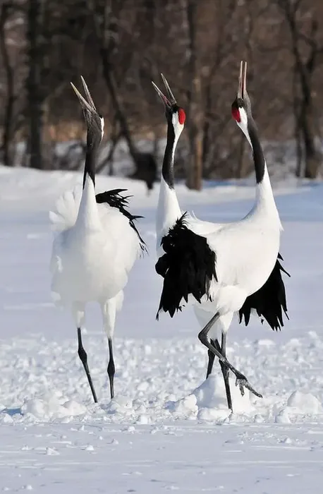 Маньчжурский журавль. Фото: animalia.bio