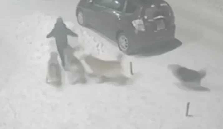 Под Иркутском стая бродячих собак напала на школьницу и чуть её не разорвала. Фото: @babr_mash