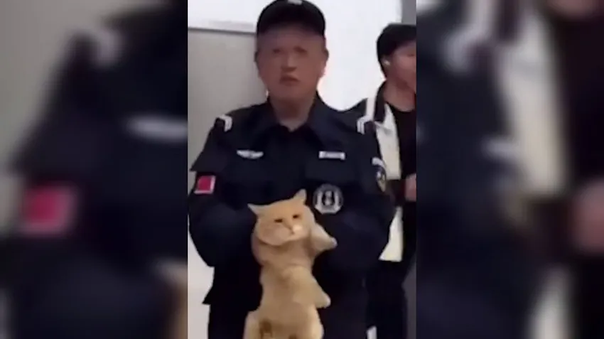 В Таиланде полицейские арестовали кота-воришку, который утащил чужую рыбу. Фото: t.me/shot_shot