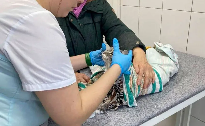 Под Иркутском пенсионерка постирала кота в машинке, его чудом спасли ветеринары. Фото: t.me/shot_shot