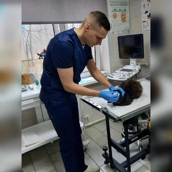 На процедурах кота кормят, моют, стригут, обрабатывают от паразитов и ставят прививки. Фото: t.me/amur_mash