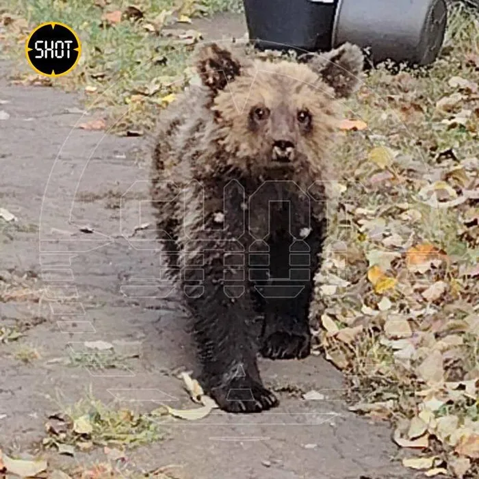 Истощенного мишку застрелил местный житель. Фото: @shot_shot