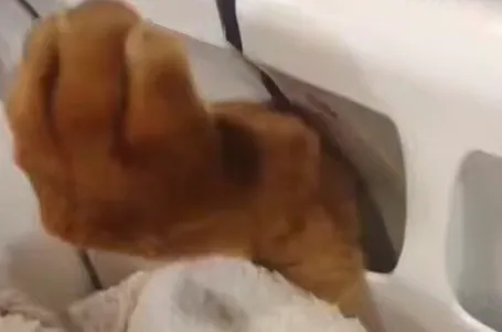 В Новосибирске сотрудники МАСС спасли кота, который застрял лапой в батарее. Фото: t.me/mash_siberia