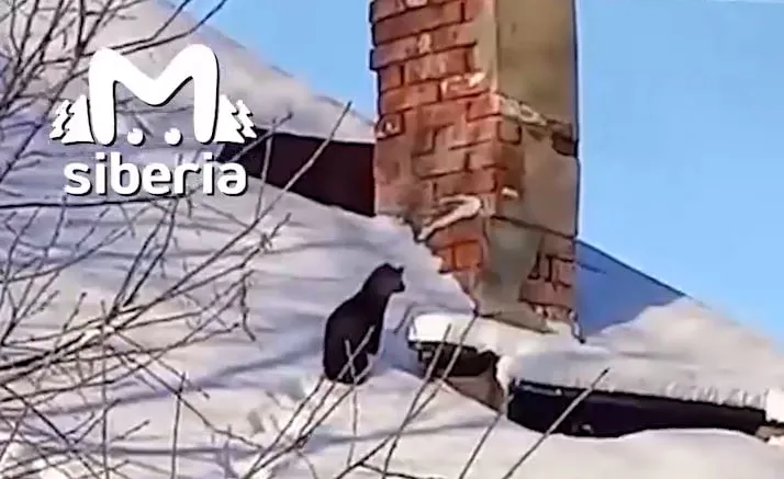 Сибирь "атакуют"! Настоящее нашествие совершили дикие норки на село под Томском. Фото: t.me/mash_siberia