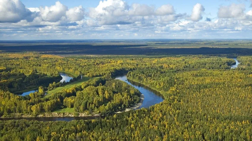 Васюганские болота. Фото: wikipedia