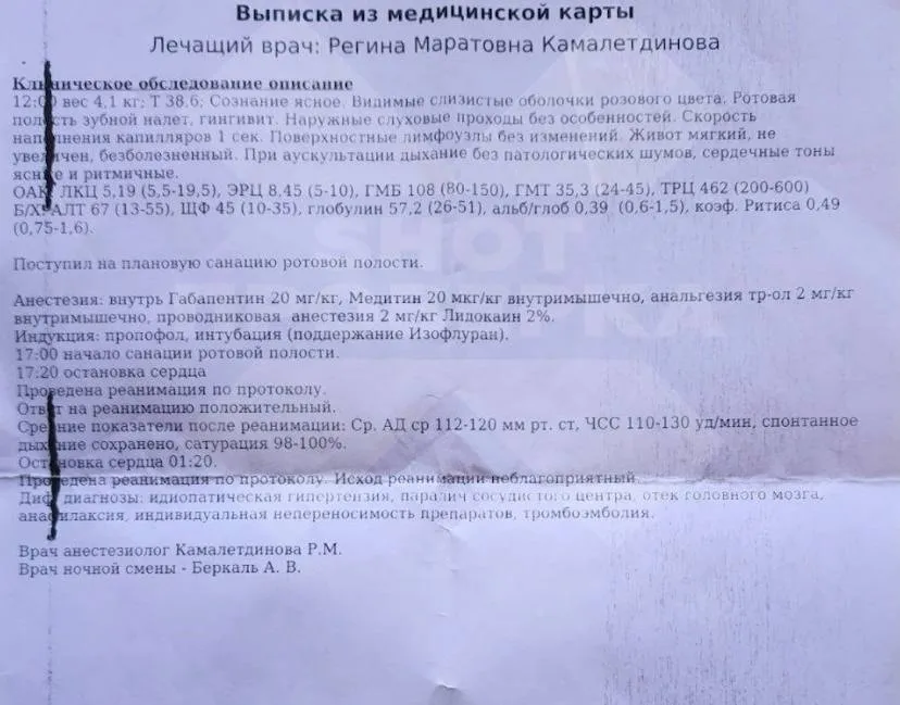 Никаких подробностей о смерти кота девушка выяснить не смогла. Фото: @t.me/shot_proverka