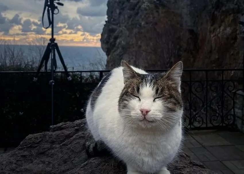 В Крыму мужчина скинул со смотровой площадки кошку. Фото: t.me/mash_na_volne