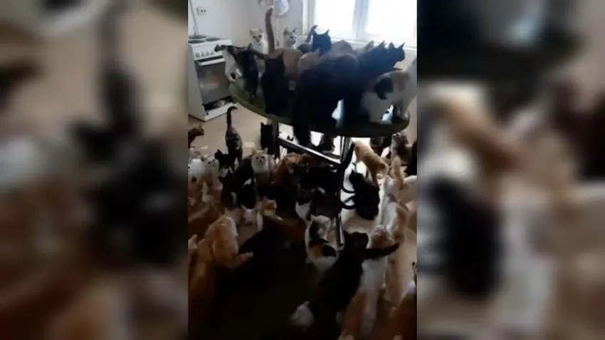 50 котиков живут в ужасных условиях в маленькой квартире без людей. Фото: @shot_shot