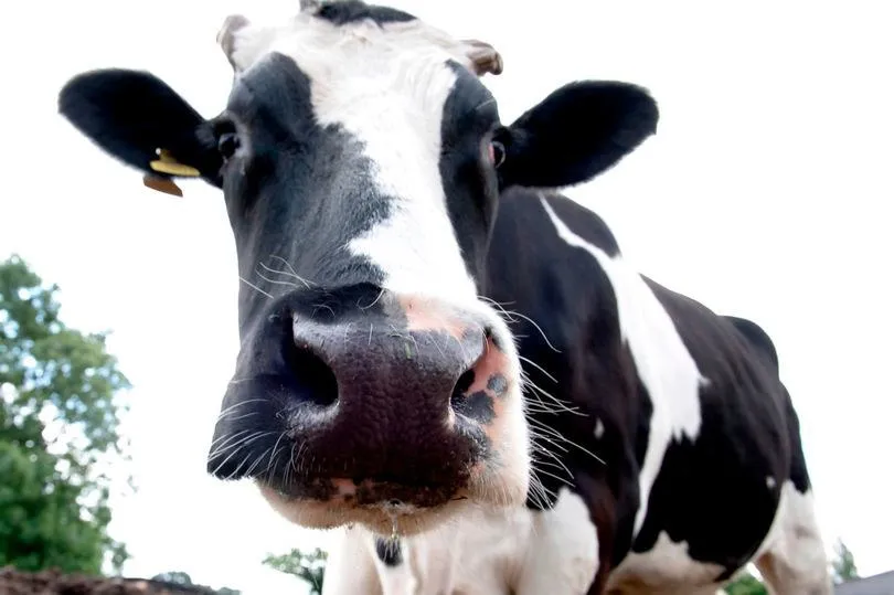 Фото: msn.com